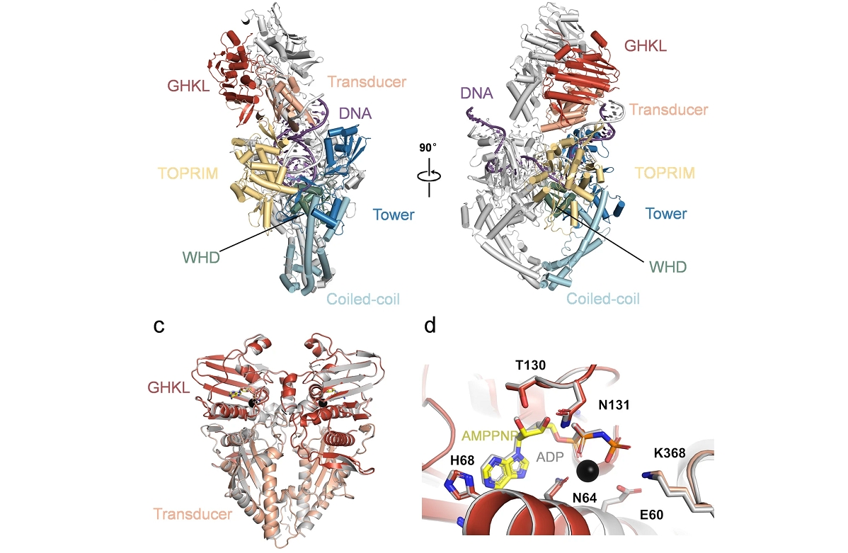 RAO Zihe's Team Decipher Multiple Conformations of Full-length Type II DNA Topoisomerase Encoded by African Swine Fever Virus