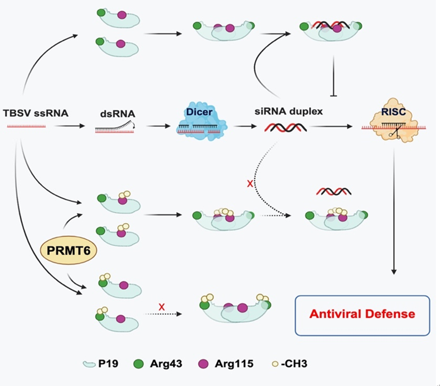 Chinese Scientists Reveal Novel Mechanism of Plant Immunity Against Viruses