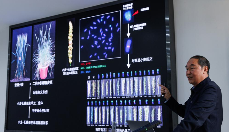 Gene Designing Delivers Crops with Higher Yields